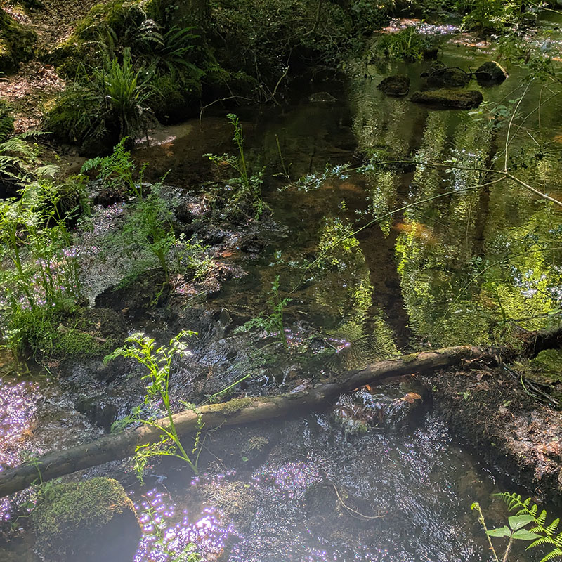 Promenade dans la forêt voisine de Florange, le long du Goyerdon