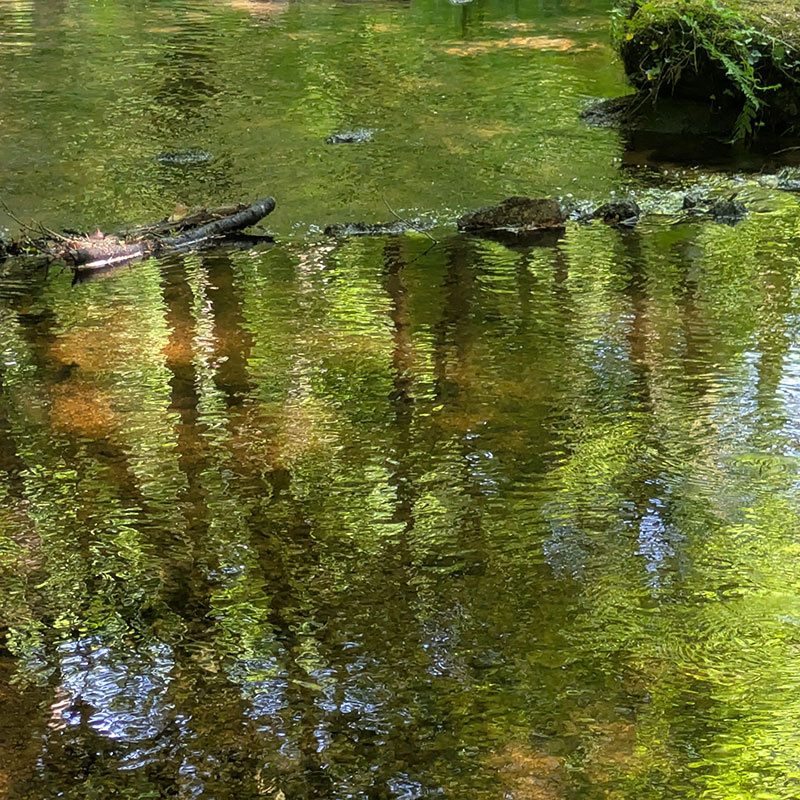 Promenade dans la forêt voisine de Florange, le long du Goyerdon