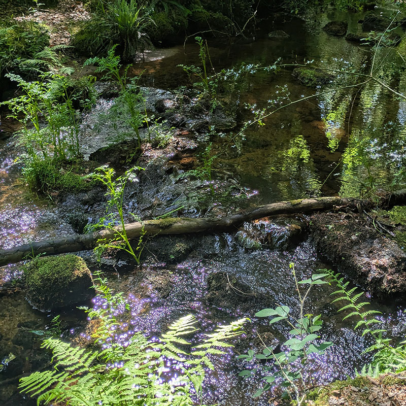 Promenade dans la forêt voisine de Florange, le long du Goyerdon