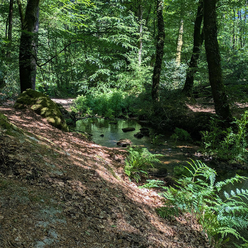 Promenade dans la forêt voisine de Florange, le long du Goyerdon