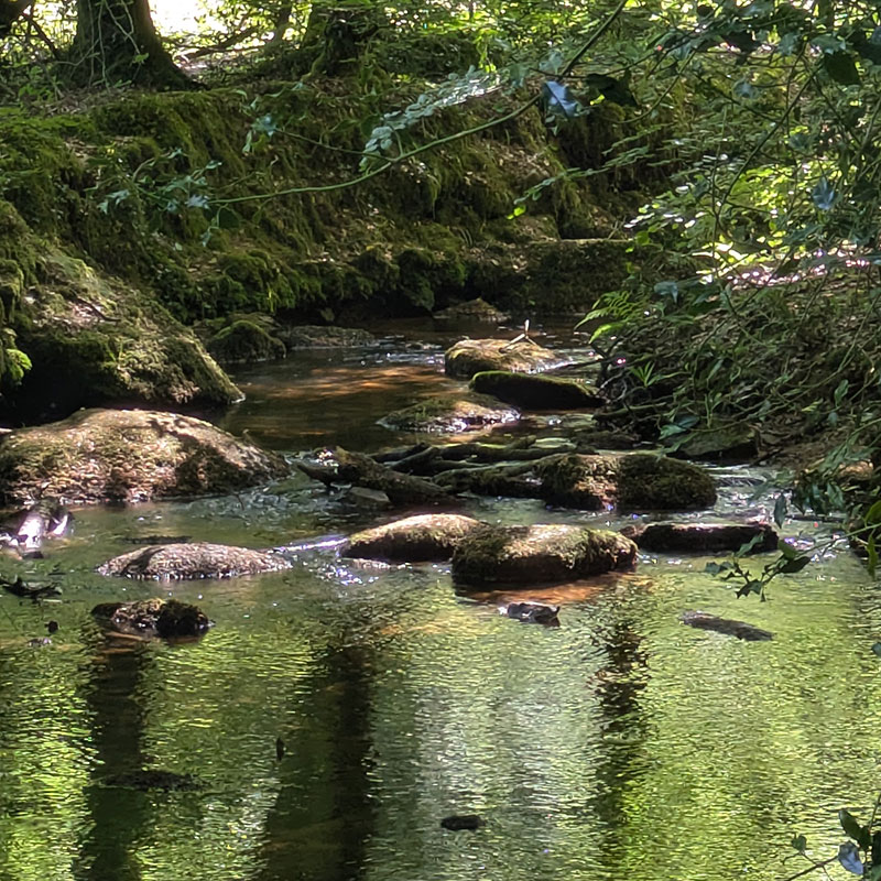 Promenade dans la forêt voisine de Florange, le long du Goyerdon