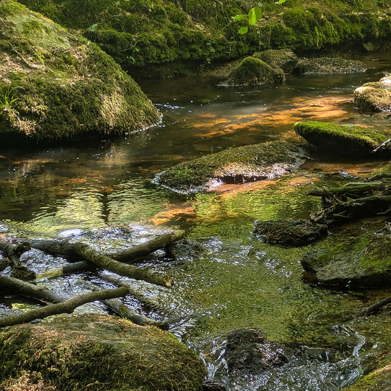 Promenade dans la forêt voisine de Florange, le long du Goyerdon