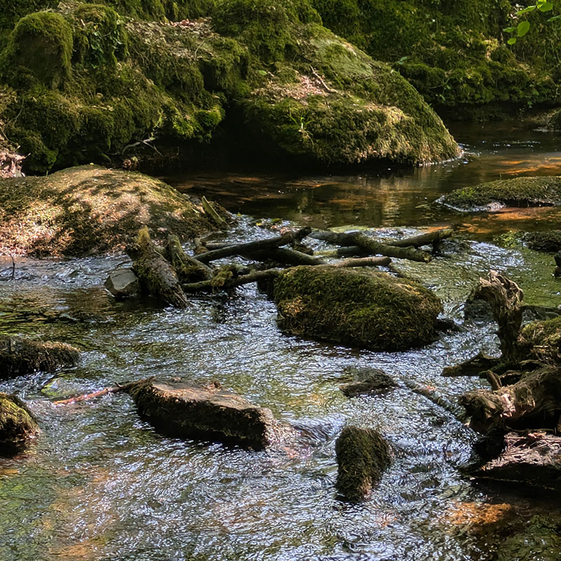 Promenade dans la forêt voisine de Florange, le long du Goyerdon