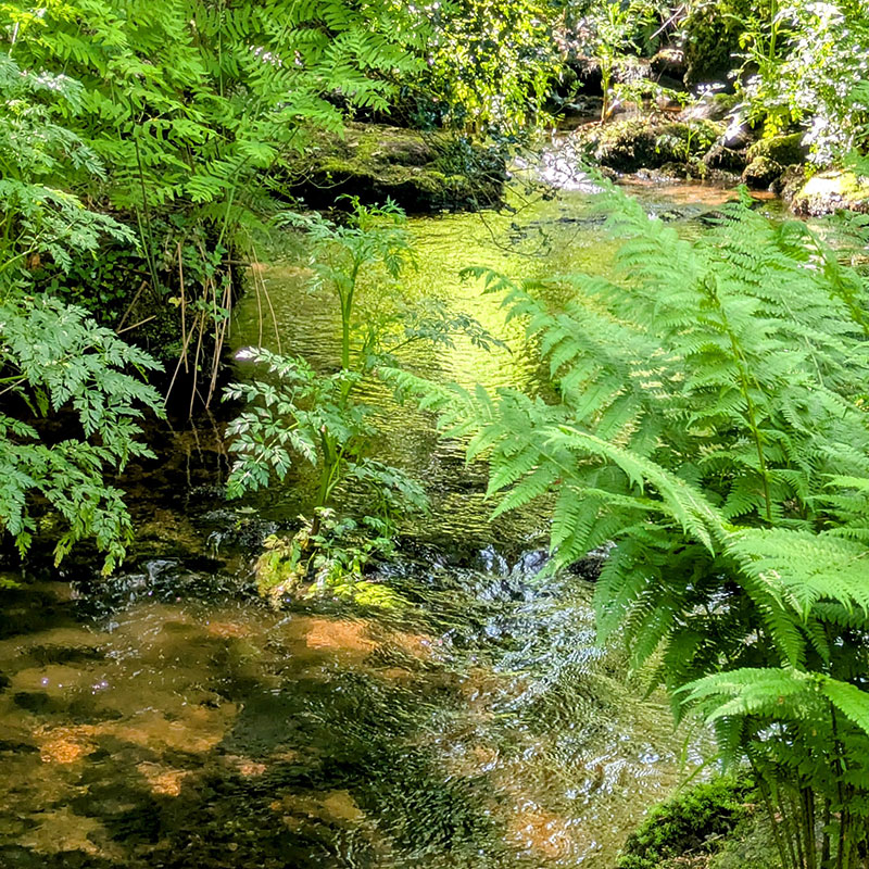 Promenade dans la forêt voisine de Florange, le long du Goyerdon