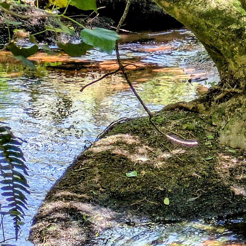 Promenade dans la forêt voisine de Florange, le long du Goyerdon
