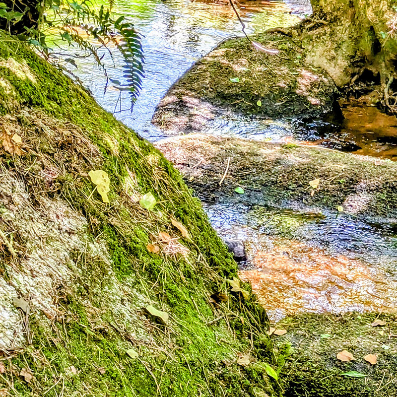 Promenade dans la forêt voisine de Florange, le long du Goyerdon
