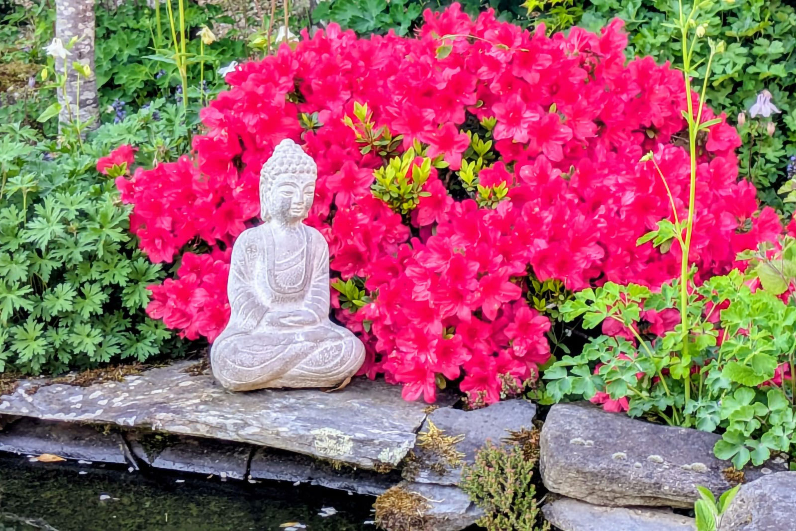 Le Bouddha du bassin à poissons