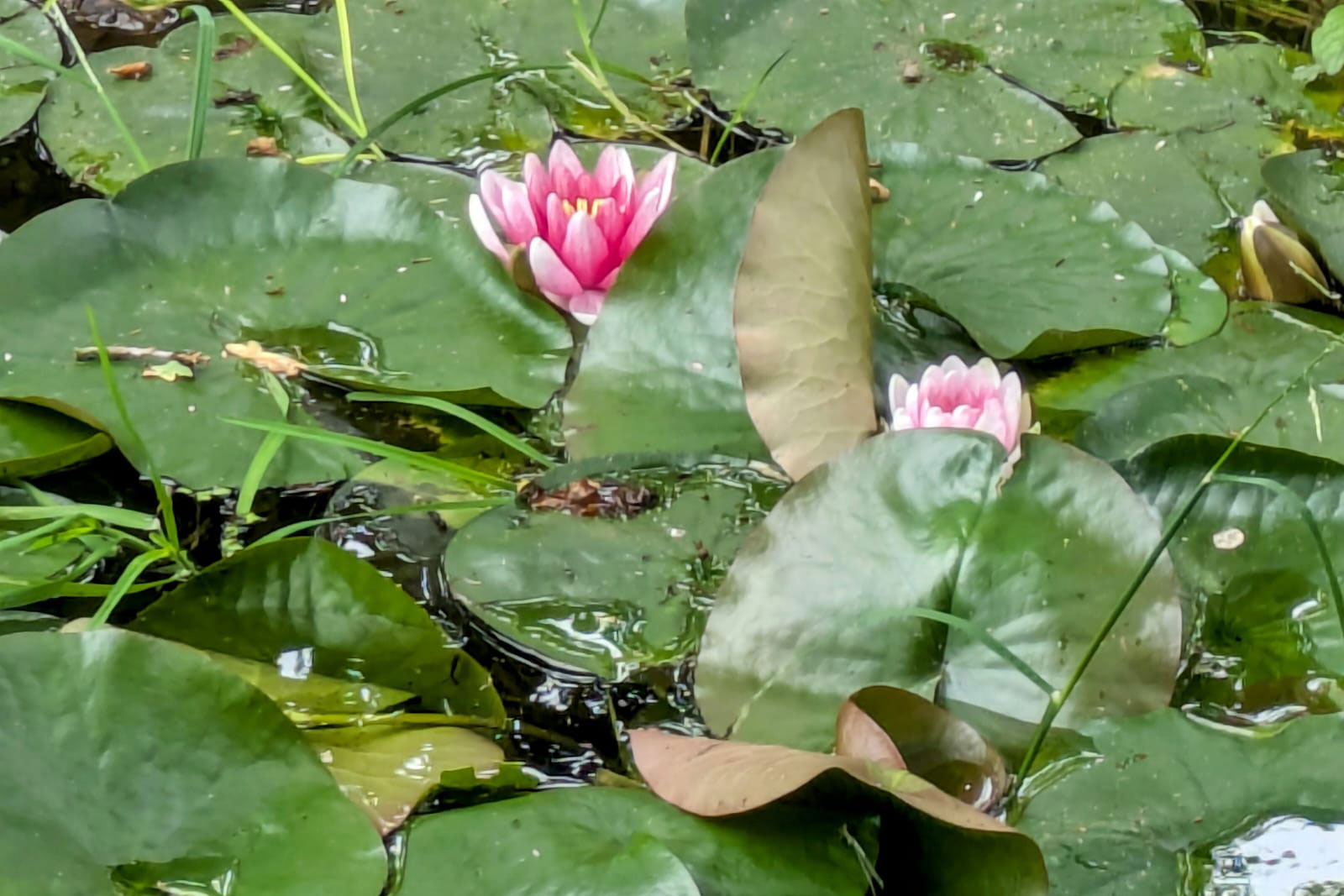 L'étang et ses nénuphars